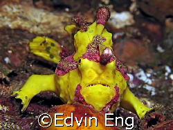 Hurry Up! I can't hold on any longer! Taken in Tulamben w... by Edvin Eng 